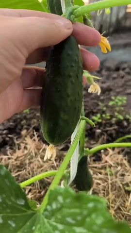 A hand picks a cucumber from a plant. The cucumber is green and bumpy. The plant has green leaves and vines. The background is blurred and appears to be a garden.