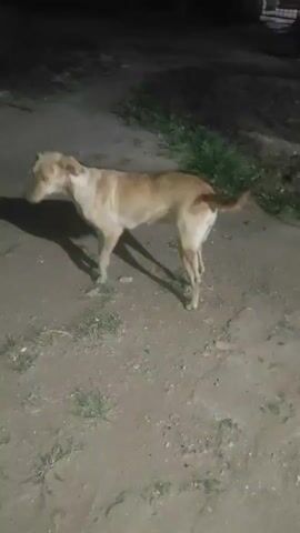 A light brown dog stands on dirt and grass at night. The dog is facing the camera, and its eyes reflect light. The dog's tail is curved upwards. A shadow of the dog is cast on the ground to its left. The dog's mouth is slightly open. The video is zoomed in on the dog, and the background is dark and out of focus.