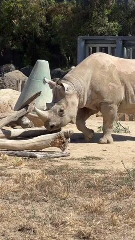 A black rhinoceros is shown in an outdoor enclosure at a zoo. The rhino is a large, gray animal with two horns on its snout and a thick, leathery hide. It is standing on a sandy ground with dry grass and some logs. In the background, there are rocks, trees, and man-made structures, including a metal fence and a large concrete building. The rhino is seen bending down towards the ground, possibly interacting with the logs or the sand. The lighting suggests it is daytime.