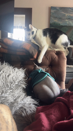 Woman documents cozy morning with Sphynx cat and dog in Germany