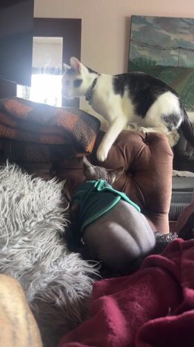 Woman documents cozy morning with Sphynx cat and dog in Germany