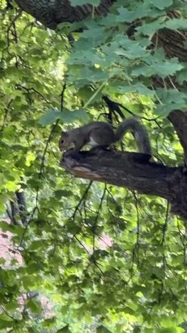 A squirrel is perched on a tree branch, its body facing left and its tail curving upwards and to the right. It appears to be looking downwards and to the left. The squirrel is gray with a bushy tail. The background is filled with green leaves and the rough bark of a tree trunk. The lighting suggests it is daytime, possibly in a park or wooded area.