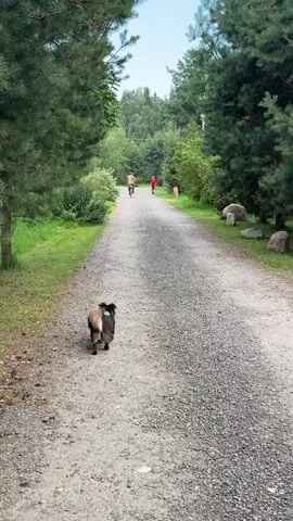 A medium-sized brown dog with a blue collar walks away from the camera down a gravel path. The path is flanked by green trees and grass. In the distance, a person on a bicycle and another person running are visible. The sky is clear and blue.
