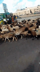 Sheep flock crosses busy Nairobi street with herders