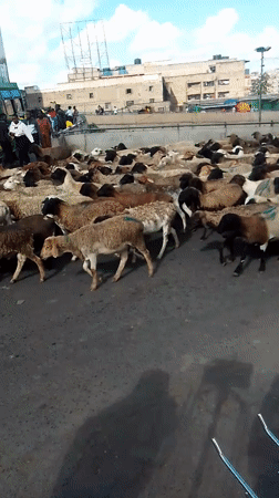 Sheep flock crosses busy Nairobi street with herders