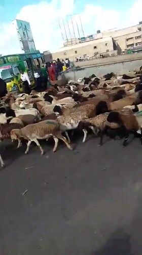 Sheep flock crosses busy Nairobi street with herders