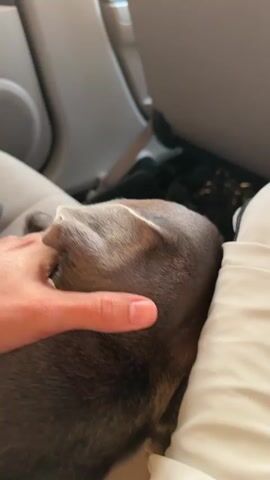 The video shows a person petting a gray dog in a car. The dog is lying down, its head resting on the person's leg. The person's hand is stroking the back of the dog's head and neck, and the dog appears relaxed. The car's interior is visible in the background, including the seat and dashboard. The car's navigation system is heard.