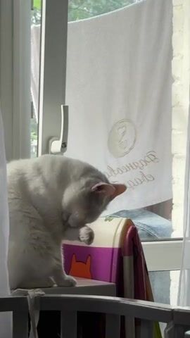 A white cat is grooming itself while sitting on top of a small, colorful structure in front of a window. The cat is positioned near the window's edge and is using its paw to clean its face and ears. A white towel hangs behind the cat on the window, partially obstructing the view outside. The window has a white frame with a handle. White curtains are visible on the left and right sides of the window, framing the scene. The structure the cat is sitting on has a purple, pink, orange and white design. Part of a white railing is visible at the bottom of the frame. The room appears to be well-lit.