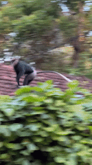 Langur monkeys roam rooftops and power lines in Ahangama