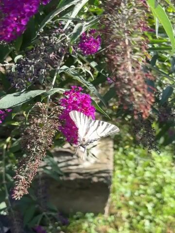 A butterfly with black and white stripes is perched on a cluster of bright pink flowers. The butterfly's wings are spread open, revealing its distinct pattern. The flowers are small and numerous, forming a dense bloom. The background is blurred but appears to be a garden with green foliage and some hints of stone or brickwork. The lighting suggests it is daytime, possibly with sunlight filtering through. The video is a close-up shot, focusing on the butterfly and the flowers.