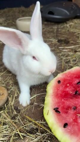 This is a close-up video of a young white rabbit with pink eyes and large ears. The rabbit is positioned to the left of the frame, with its head turned towards the right. In front of the rabbit is a thick slice of watermelon with visible black seeds. The rabbit's nose is touching the watermelon, and its eyes are closed, suggesting it is either smelling or tasting the fruit.

The setting appears to be an enclosure, possibly a hutch or pen, with a floor covered in straw or hay. Wooden planks are visible beneath the straw. In the background, out of focus, there are a few objects: a light-colored bowl on the left, and a dark-colored object, possibly a toy or feeder, on the right. The lighting suggests daytime, but there are no specific cues for time of day or weather. The overall mood conveyed is one of peaceful enjoyment as the rabbit savors its treat. No text is visible in the video.