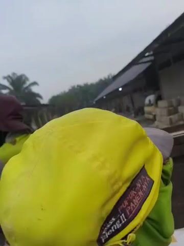 A video shows a person in a yellow shirt and a maroon hat from behind, facing away from the camera. Another person in a bright yellow hat is visible in the foreground. They appear to be in the back of a vehicle, possibly a truck, as they are looking out at a rural landscape. The landscape includes buildings with wooden structures and a cloudy sky. Palm trees are visible in the background. The video seems to be taken from a moving vehicle.