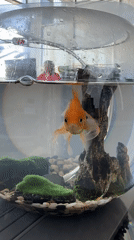 Orange goldfish in a classic round glass fishbowl