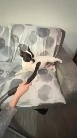 A person uses a handheld vacuum cleaner to vacuum the fur on a short-haired black and white Boston terrier dog as it lays on a sofa. The sofa is grey and has a pattern of grey and white circular shapes on its pillow top. The person is wearing a grey sweater.