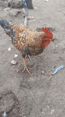 Daily life moments captured across Zango-ndaji Nigeria streets