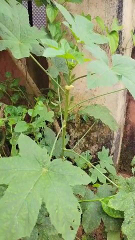 A close-up, static shot shows a green plant with large, multi-lobed leaves, growing against a textured, light-colored wall. The plant has a central stem with smaller branches and a few developing buds. The leaves exhibit a patterned texture, appearing slightly mottled. Other smaller green plants are visible in the background. The overall scene suggests an outdoor environment.