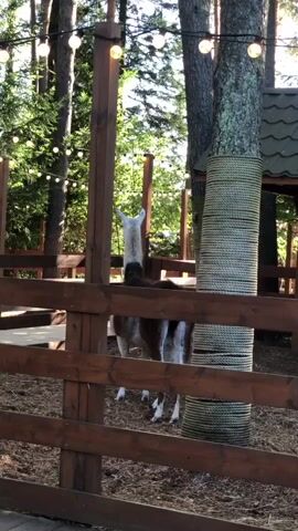 A llama stands behind a wooden fence in an outdoor enclosure with trees and string lights in the background.
