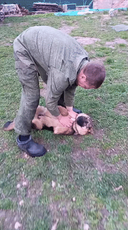 Family conducts routine yard work with dogs in Andreyevo