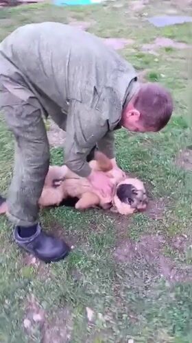 Family conducts routine yard work with dogs in Andreyevo
