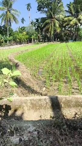 The video shows a lush green rice paddy under a bright blue sky. The young rice plants are arranged in neat rows, with water covering the soil between them. Tall palm trees and other vegetation surround the paddy, suggesting a tropical or subtropical environment. In the background, a simple structure, possibly a house or shed, can be seen. The camera is positioned low, near the edge of the paddy, with a concrete barrier in the foreground. Sunlight casts shadows, indicating a clear, sunny day. The scene is peaceful and agrarian.