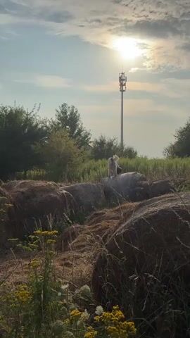 A dog stands on top of a hay bale in a field with a cell tower in the background. The sun is visible in the sky, partially obscured by clouds. The dog is light-colored with darker patches on its body. It appears to be looking around. The hay bales are round and stacked. The environment is rural, with trees and tall grass.