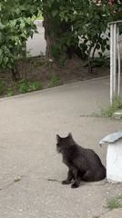 Black cat lounges near an Orthodox church in Moscow