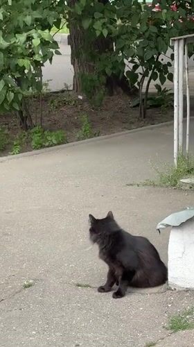 Black cat lounges near an Orthodox church in Moscow
