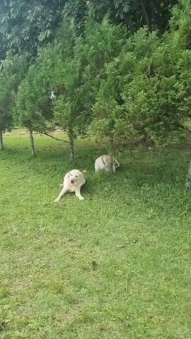 The video shows two golden retrievers playing on a grassy lawn near a line of evergreen trees. One dog, in the foreground, is lying down with its mouth open and a yellow ball in front of it. The second dog, further back and partially obscured by the trees, is also lying down and appears to be chewing on something. The environment is green and appears to be outdoors, possibly a park or yard.