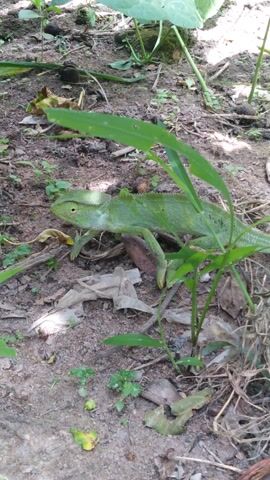 This media file is a close-up, overhead shot of a green lizard on the ground in Gindiri, Nigeria. The lizard is the primary subject, with its body extended and its head turned slightly towards the viewer. It is resting on a patch of dry earth mixed with small stones, fallen leaves, and twigs. Lush green vegetation, including broad leaves and thin stalks, surrounds the lizard, with some of these plants partially obscuring its body. The lighting suggests it is daytime, with shadows indicating sunlight filtering through the foliage. The overall setting appears to be a natural, outdoor environment, possibly a garden or a wooded area. There is no visible text in the media file. The lizard's posture is relaxed, and there are no strong indicators of specific emotions or actions, other than its presence in its natural habitat. The brown hues of the soil and fallen leaves contrast with the vibrant green of the lizard and the surrounding plants.