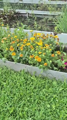 A close-up shot shows a raised garden bed overflowing with bright yellow and orange flowers. The flowers are densely packed, with some showing their full bloom and others still in bud. The green leaves of the plants are visible throughout the bed. In the background, other garden beds are visible, with some containing green plants and others appearing to be empty soil. The overall impression is of a vibrant and thriving garden.
