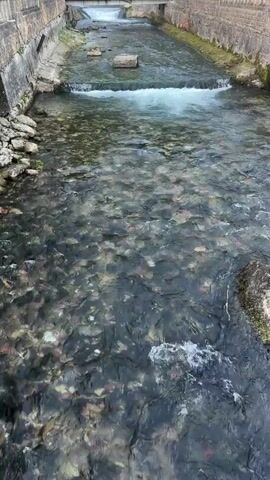 This video shows a clear river flowing through a stone-lined channel. The riverbed is visible, covered in pebbles and small rocks, with many small fish swimming in the clear water. A small waterfall or weir is visible in the middle distance, with white, foamy water cascading over it. Beyond the weir, another, larger waterfall or dam structure is visible under a bridge. The banks of the river are constructed with stone walls, giving the impression of an urban or semi-urban setting. The lighting suggests it is daytime, possibly overcast, as there are no strong shadows. The water is calm in most areas, with some ripples and turbulence around the small waterfall. There are no people clearly visible in the frame, although there might be a distant figure on the right bank. The overall mood is tranquil and natural, despite the constructed riverbanks. The location context provided is New Athos, Abkhazia, which aligns with the visual cues of a potentially older European city with a significant waterway. There is no visible text in the media file.