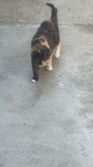 Lazy summer morning in Sochi — apartment life and garden walks