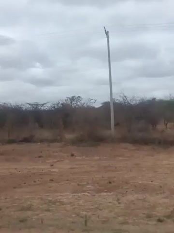 The video shows an outdoor scene with a cloudy sky and a dry, reddish-brown dirt area in the foreground. A line of barren trees and bushes runs across the middle ground. A telephone pole is visible on the right side of the frame, with power lines stretching across the sky. The camera appears to be moving slowly from left to right.