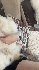 White Pomeranian enjoys belly rubs in Vratsa
