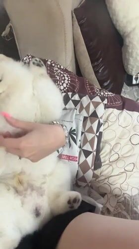 White Pomeranian enjoys belly rubs in Vratsa