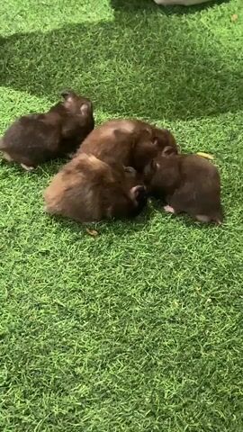 A group of five hamsters are huddled together on a patch of artificial grass. They are mostly dark brown and black in color, with one lighter brown hamster in the center of the group. The hamsters appear to be interacting with each other, possibly grooming or sharing food. One hamster on the right side of the frame is facing away from the group and appears to be looking off into the distance. The artificial grass is a vibrant green and appears to be a well-maintained surface. There is a hint of a white object in the upper right corner of the frame which is out of focus.