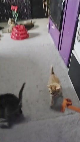 Two kittens, one orange and one dark gray tabby, are playing on a light gray carpeted floor. In the background, several other cats are lying down. To the left of the frame, a red cat toy with multiple tiers is visible. Further in the background, purple furniture pieces are present. The lighting is dim, creating shadows.