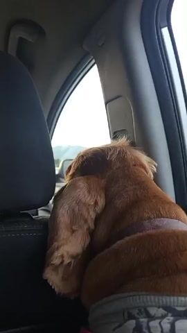 A medium shot captures a golden-colored dog from behind, seated in the passenger side of a vehicle. The dog is facing away from the camera, looking out the window. Its head is tilted downwards, and one floppy ear obscures its face. The dog appears to be wearing a harness. Through the window, a blurry landscape of green trees and distant hills can be seen, suggesting the vehicle is in motion. The interior of the car is dimly lit, with the driver's seat visible to the left of the frame. The overall impression is of a dog enjoying a scenic car ride.