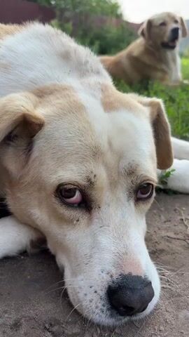 A close-up shot shows the face of a light-colored dog with dark spots on its nose. The dog's eyes are red and slightly droopy, and its head is resting on the ground. In the background, another light-colored dog is lying down on a patch of grass. The environment appears to be outdoors, with greenery and dirt visible. The camera then pans out to show both dogs, with the first dog on its side and the second dog in the background. The overall scene depicts two dogs relaxing in an outdoor setting.