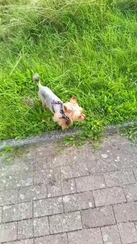 A small, tan and grey Yorkshire Terrier dog wearing a black and red patterned harness walks along a paved path. The path is bordered on the left by a strip of green grass and on the right by more grass and trees in the distance. The camera follows the dog from behind.