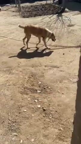 A medium-sized dog, white and tan, is leashed with a heavy chain, walking on a dirt surface. The surface is mottled with light and dark patches and a few small puddles. The dog's shadow is cast by sunlight. In the background, there's a pile of dark soil, a bicycle, and a car. The foreground contains a rough concrete edge, partially obstructing the view. The camera is static.