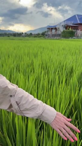 A person's arm and hand are visible on the left side of the frame, extending into a field of tall, green rice stalks. The hand is gently brushing against the stalks, with bright pink nail polish visible on the fingernails. In the background, a building with a blue roof and some trees can be seen, with mountains and a cloudy sky in the distance. The overall scene suggests a rural, agricultural setting.