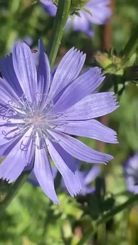 A close-up video focuses on a vibrant purple chicory flower in bloom. The flower is intricately detailed, with delicate, fringed petals radiating outwards from a central disc. Sunlight filters through the petals, casting soft shadows and highlighting the delicate textures. The background is a blur of green foliage, with hints of other purple flowers and a brown vertical stem suggesting a natural, outdoor setting. The camera gently pans across the flower, offering different perspectives of its beauty and the surrounding greenery. There are no people or any other discernible objects in the frame, making the chicory flower the sole subject of the footage.
