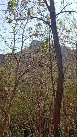 The video begins with a view of trees and a rocky hillside under a clear sky. A tall, thin pole with a reflective surface stands in the foreground. The camera pans to the right, revealing a person walking in a grassy area with a rocky incline behind them. The scene then focuses on a large, dark, irregular-shaped rock with a rectangular opening, possibly a man-made alcove, carved into its side. The camera continues to pan right, showing a wooded area with a dry, rocky ground. A small tree with green foliage stands near a signpost. Further to the right, the view encompasses more of the wooded hillside, with scattered rocks and vegetation. The video ends with this broader view of the natural landscape.