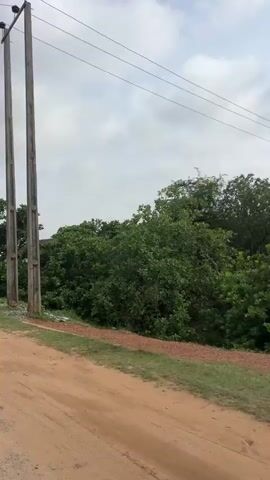 The video shows a panning shot of a rural or semi-rural environment. In the foreground, there is a dirt road and grassy areas. Two tall, weathered utility poles stand prominently on the right side of the frame. In the background, there are lush green trees and foliage. Further in the distance, a building complex with a reddish-brown roof is visible, along with a parking lot containing several cars. The sky is overcast with clouds.