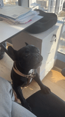 French Bulldog seeks attention from owner in Jordan