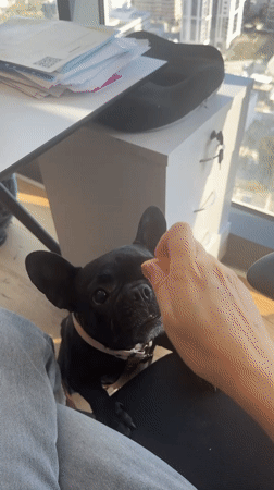 French Bulldog seeks attention from owner in Jordan