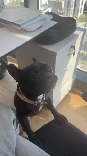 French Bulldog seeks attention from owner in Jordan