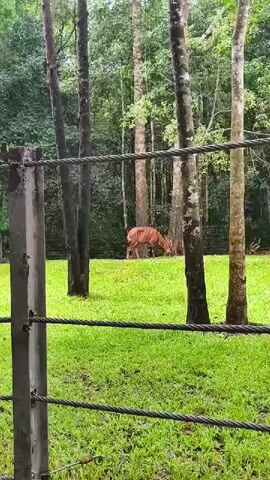 A bongo deer is grazing on a grassy field within a wooded enclosure. The deer is reddish-brown with white stripes and has spiraling horns. It is positioned in the middle ground, partially obscured by trees. The background consists of dense forest. In the foreground, a metal fence with thick cables runs horizontally across the frame, separating the viewer from the enclosure. The lighting suggests an overcast day.