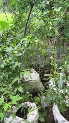 A video shows a variety of plants growing in a lush, green environment. There are several large bags, possibly for planting or containing soil, scattered among the foliage. Some of the plants have small, green fruits enclosed in clear plastic bags, suggesting they might be protected or cultivated. The overall impression is of a garden or a natural outdoor space with evidence of horticultural activity.